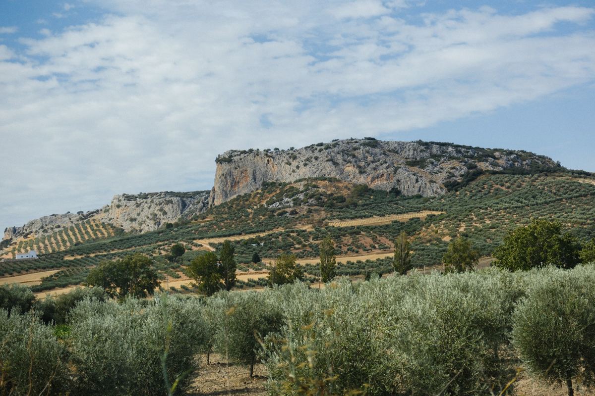 Rows of olive trees on a hillside below a pale limestone ridge under a broad sky.